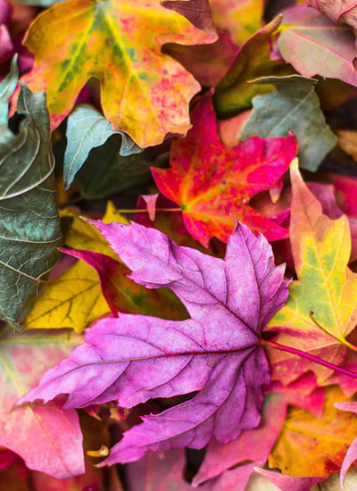 Fall Holidays