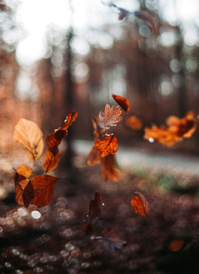 Fall Holidays and Traditions